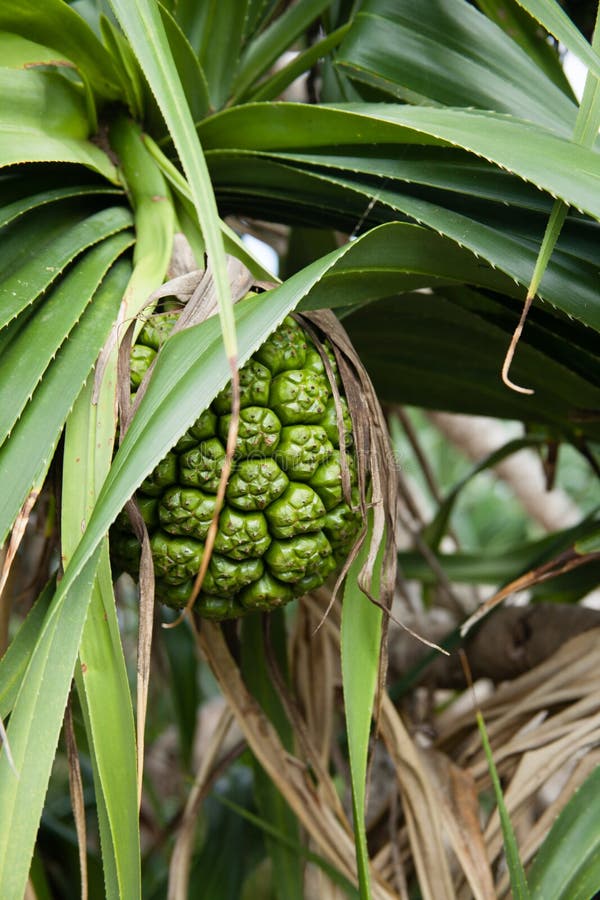 Adan Fruit Royalty Free Stock Photo Image 35059105