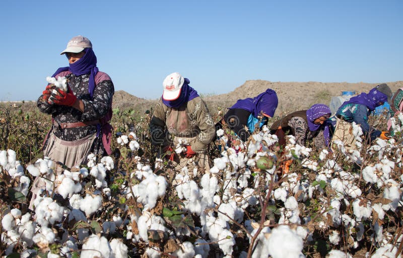 picking cotton on field trip