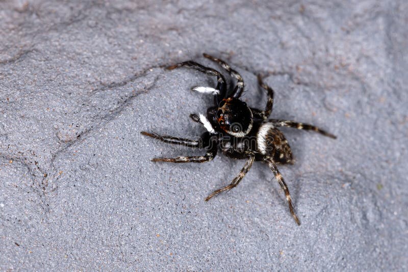 Adanson`s House Jumping Spider