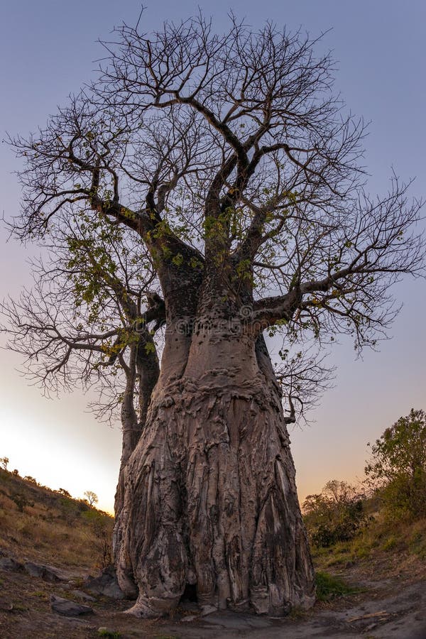 african baobab tree