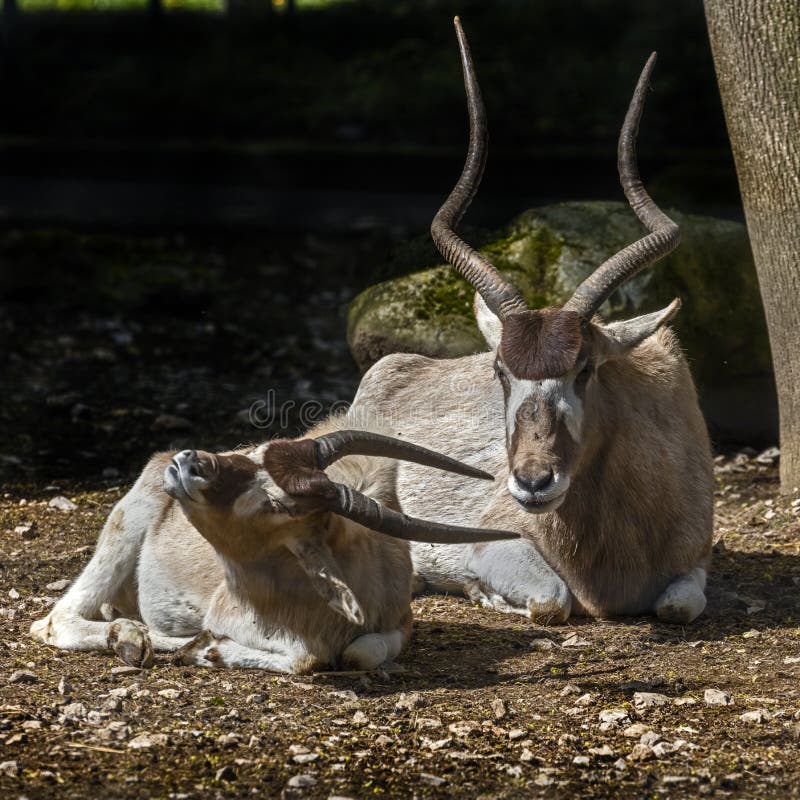 Adax antilope 11 photos stock