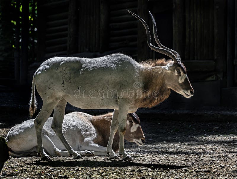 Adax antilope dans l'enceinte 1 images libres de droits
