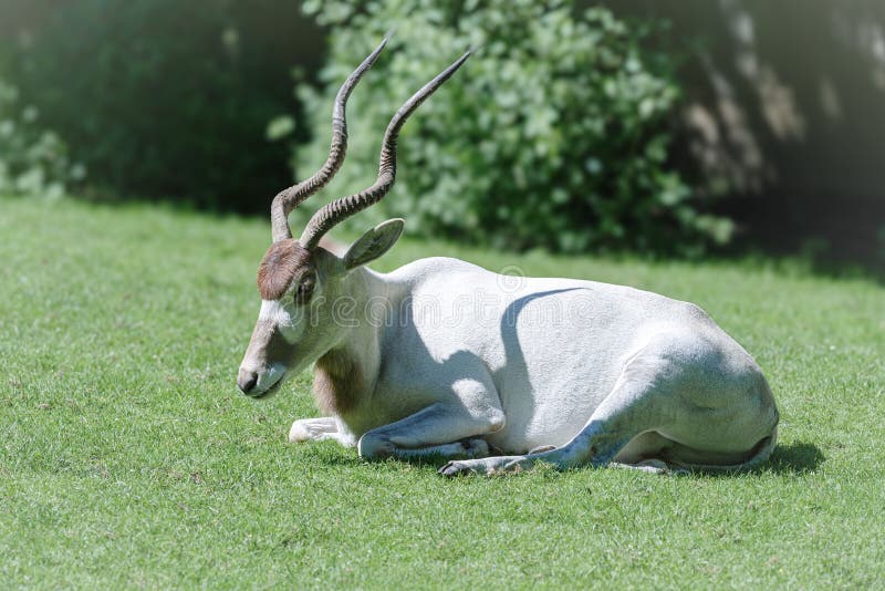 Adax antilope reposant sur la pelouse verte images stock