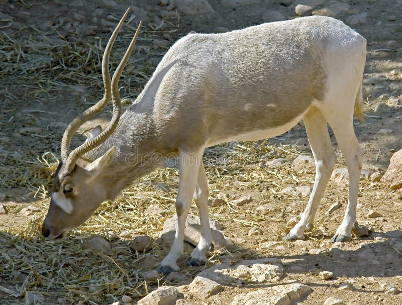 Addax antelope 1