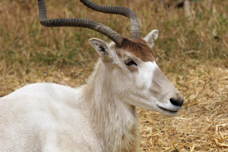 Addax stock image. Image of addax, horn, sahara, antelope 23427767