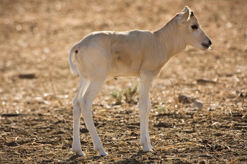 Addax antelope baby stock image. Image of animal, sunny ...