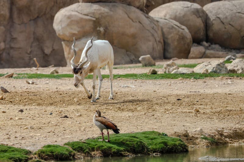 Addax Antelope et Duck par Desert Pond images libres de droits