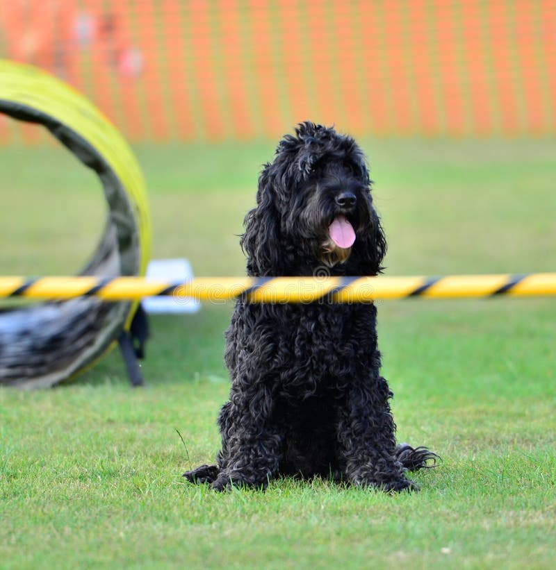 Guinzaglio Per Cani Ferplast In Cuoio - Lunghezza Regolabile 120-200 Cm, Marrone