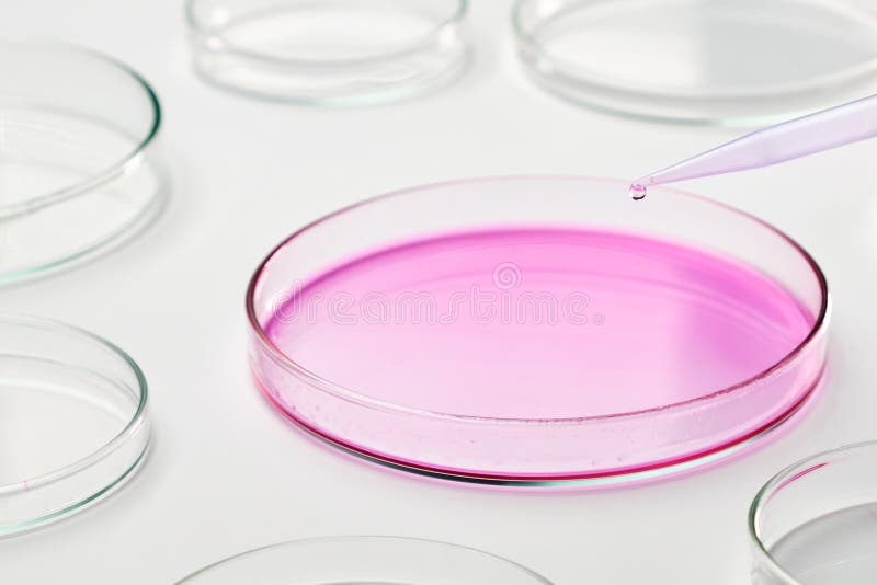 Adding a Blue Liquid Media into Petri Dish Using a Pipette. Stock Photo