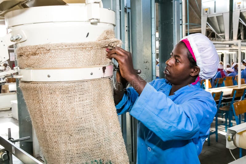 Raw Coffee Bean Sorting and Processing in a Factory Editorial Image Image of coffee