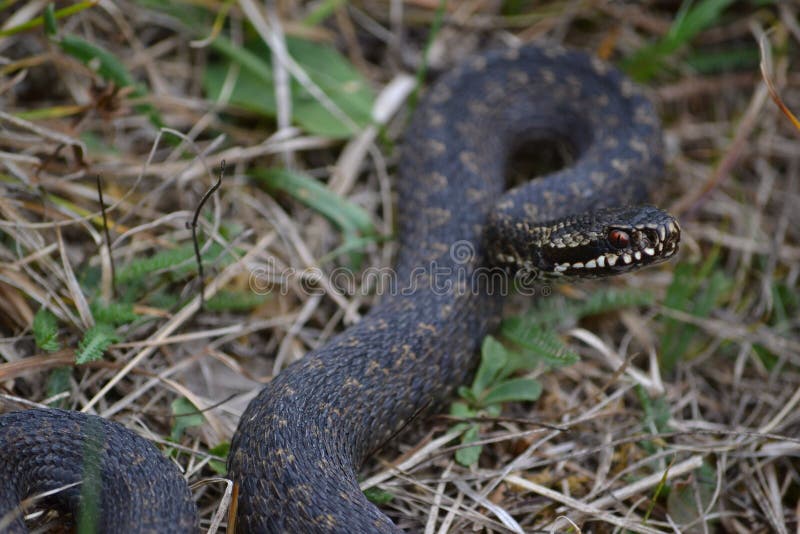 Addizionatrice europea comune o vipera europea comune, serpente di berus del Vipera pronto ad attaccare immagini stock libere da diritti Addizionatrice europea comune o vipera europea comune, serpente di berus del Vipera pronto ad attaccare immagini stock libere da diritti