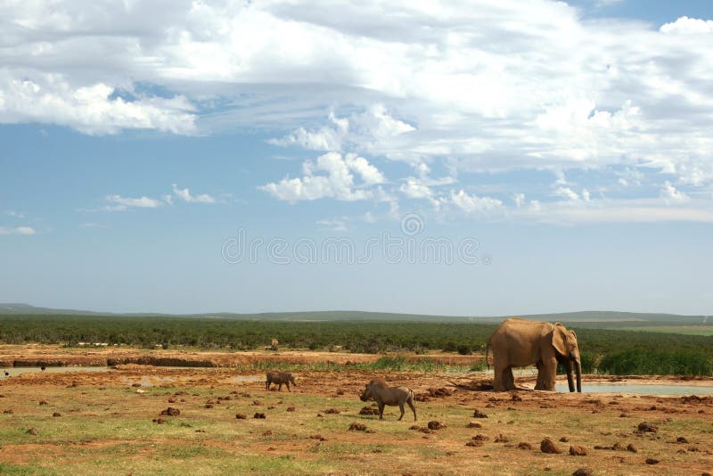 Addo Elephant Waterhole