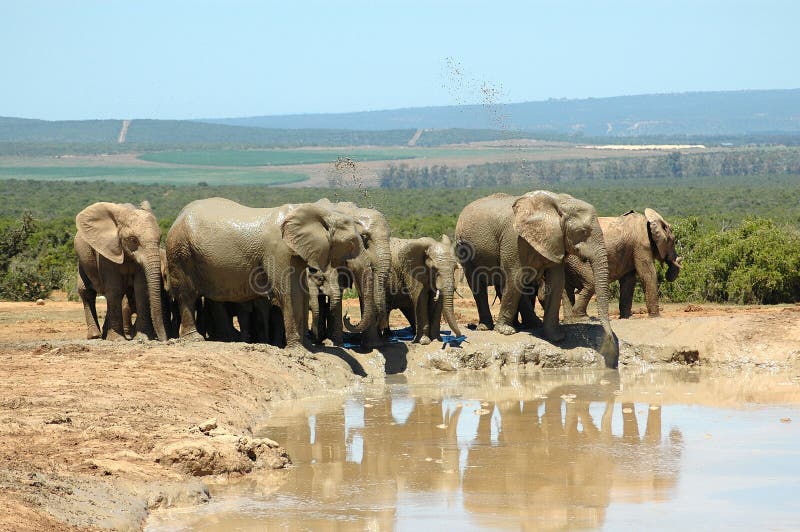 Addo National Elephant Park, South Africa