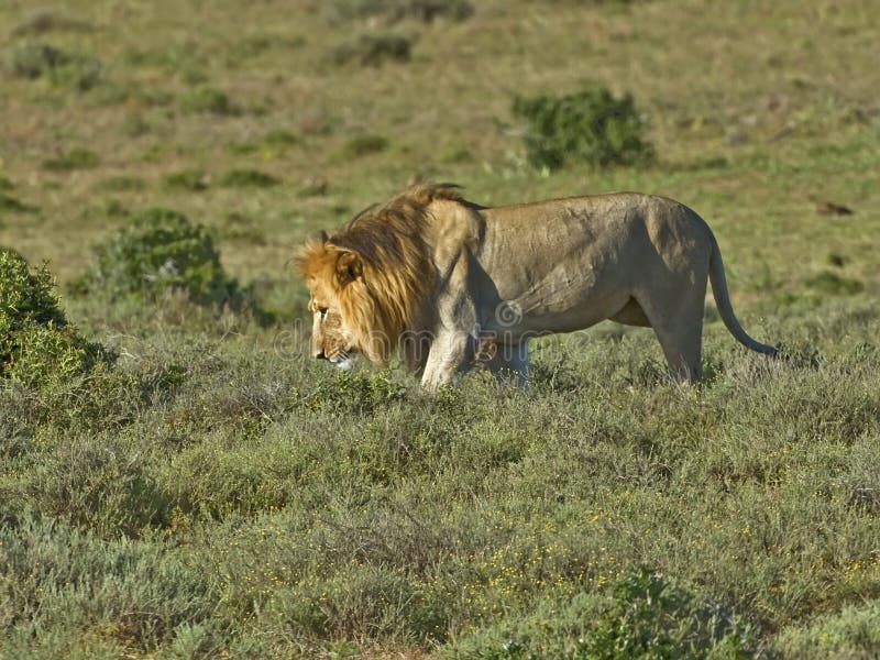 Addo s Kalahari