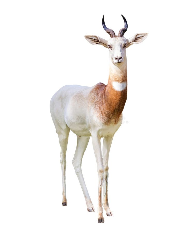 Addra Gazelle looking at camera with transparent background. Isolated on white background. Addra Gazelle looking at camera with transparent background. Isolated on white background.
