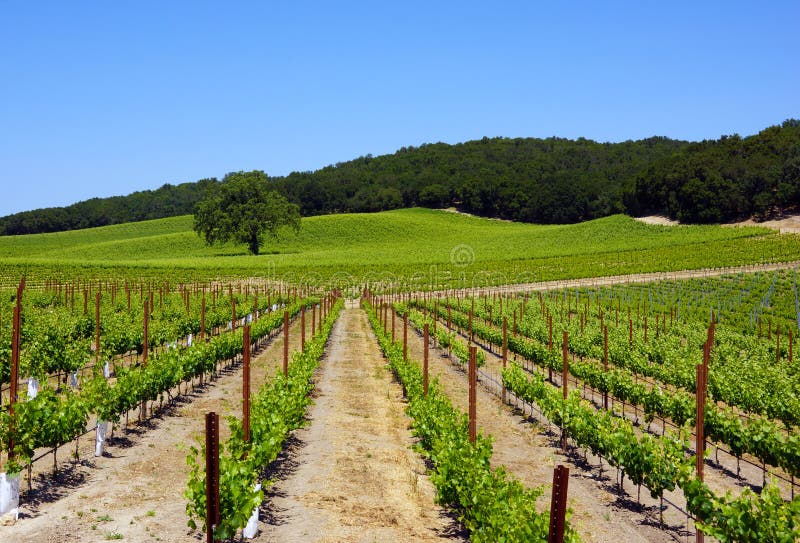 Adega de Paso Robles fotografia de stock royalty free Adega de Paso Robles fotografia de stock royalty free