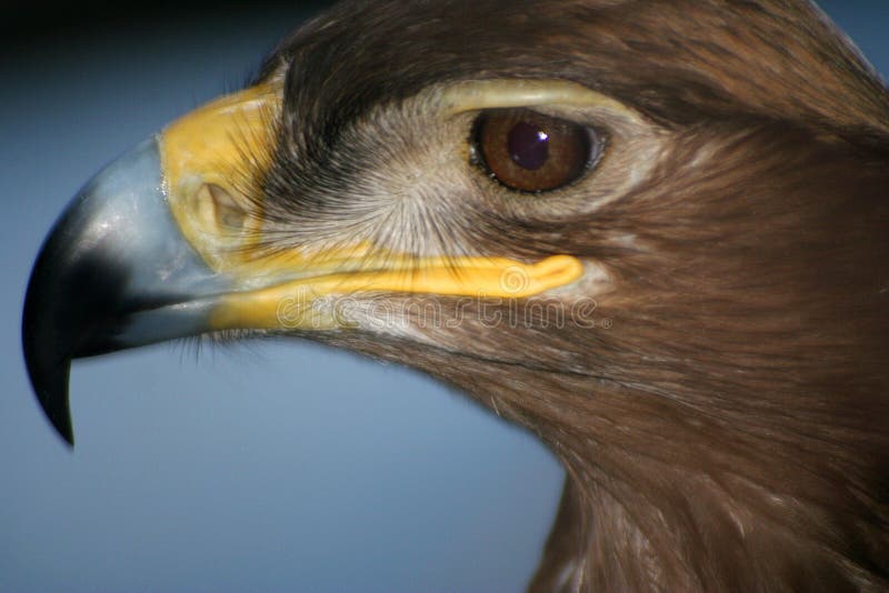 Adelaar #5 Koning van het vogelkoninkrijk stock afbeelding Adelaar #5 Koning van het vogelkoninkrijk stock afbeelding