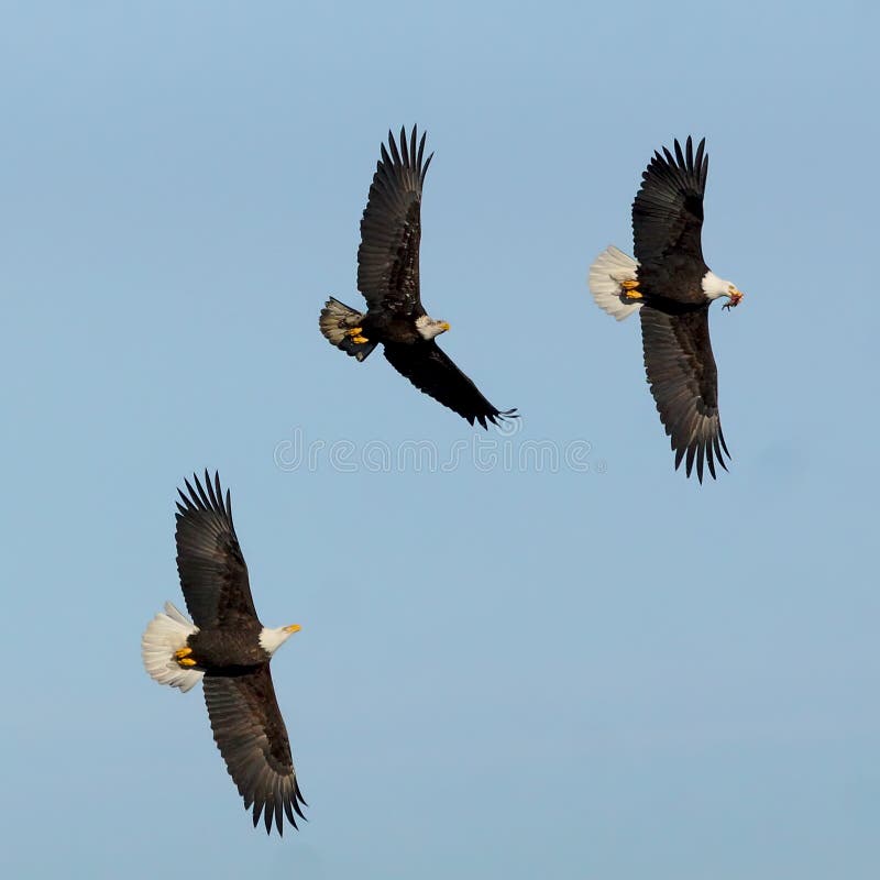 A Bald Eagle with a piece of meat being pursued by two other large eagles. A Bald Eagle with a piece of meat being pursued by two other large eagles