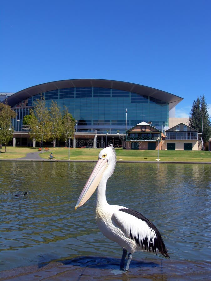 Adelaide Pelican