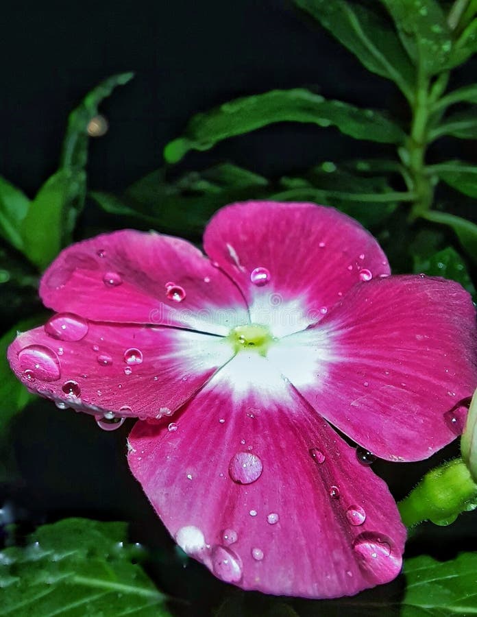 Adelia flower after rain stock photo. Image of flower 202813838