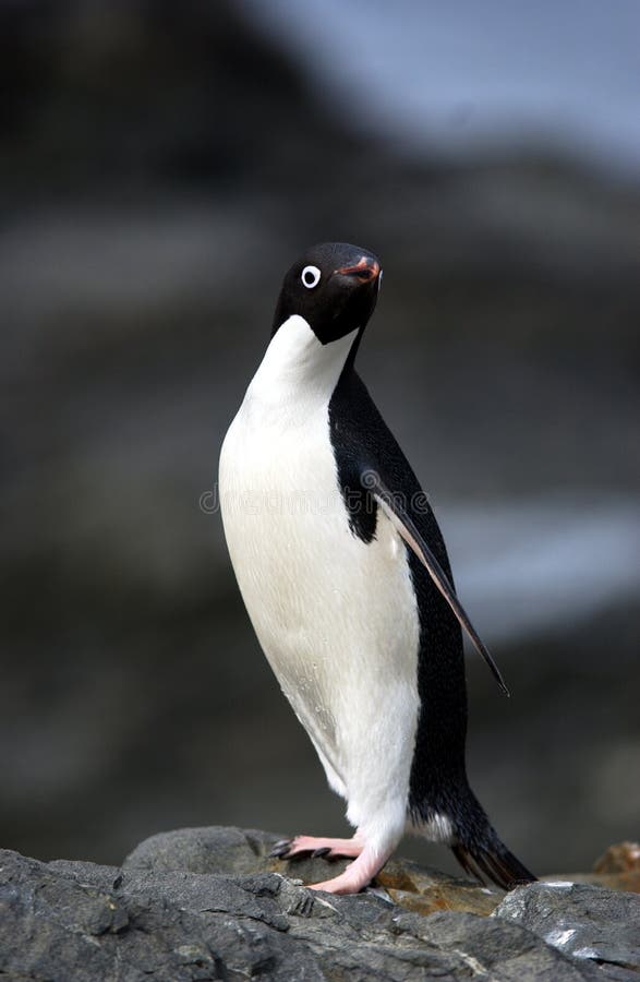 Adelie Penguin