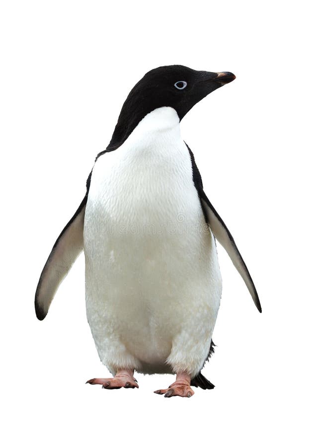 Adelii tučniak izolované na bielom pozadí.