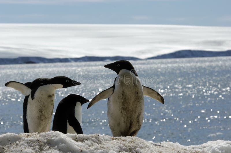 Adelie Penguin