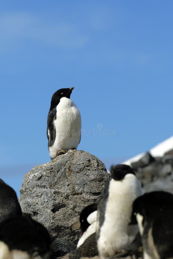 Adelie Penguin