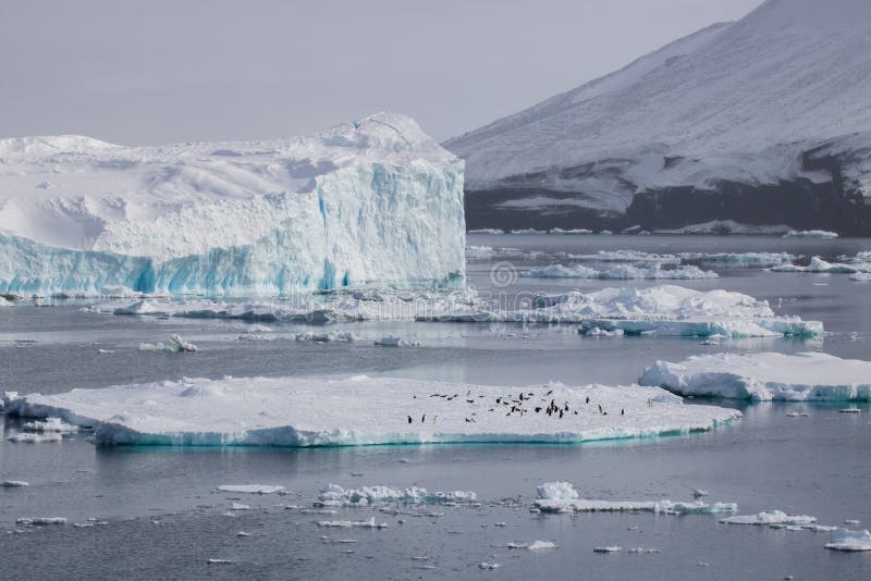 Adelie Penguin Colony Paulet Island Stock Photo - Image of close, polar ...