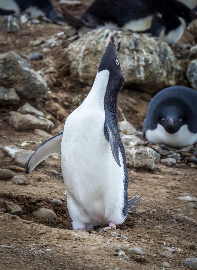 Little penguin breeding