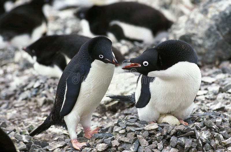 ADELIE PENGUIN pygoscelis adeliae, PAIR AT NEST, PAULET ISLAND, ANTARCTICA