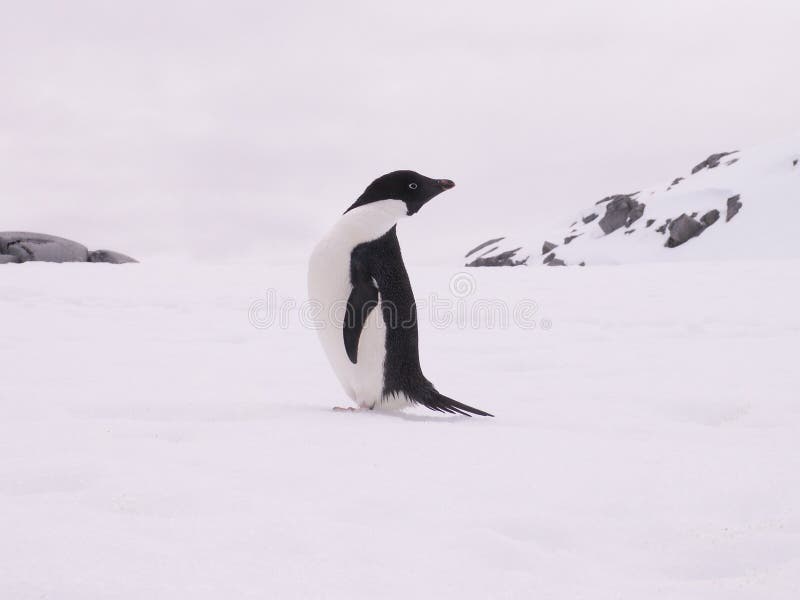 Adelie penguin in the snow stock photo