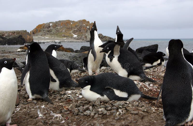 Adelie Penguins