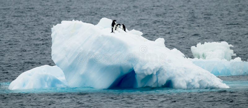Adelie Penguins on Ice stock images Adelie Penguins on Ice stock images