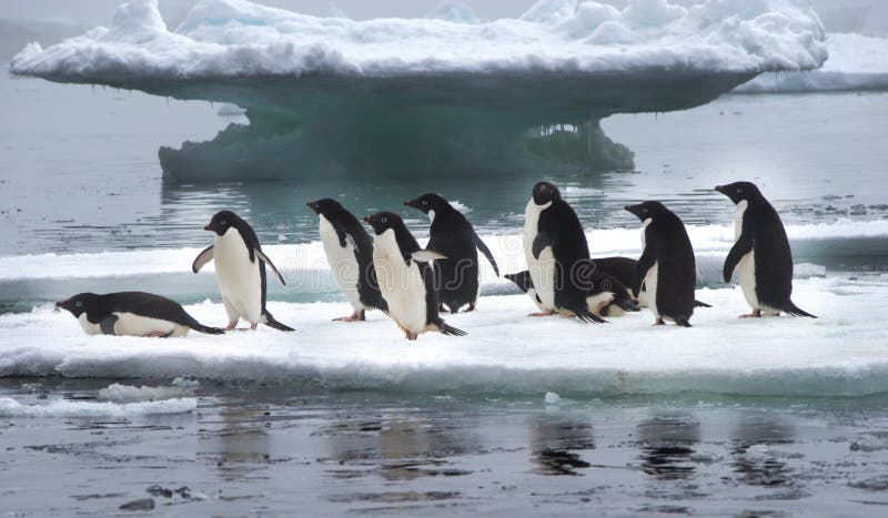 Adelie Penguins standing on Ice Floe in Antarctica ready to jump into the water. Adelie Penguins standing on Ice Floe in Antarctica ready to jump into the water