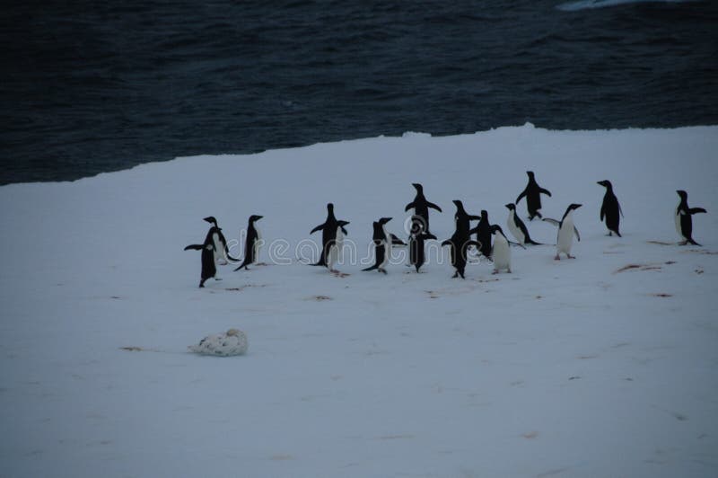 Adelie Penguins on an ice shelf in the Weddell Sea royalty free stock photography Adelie Penguins on an ice shelf in the Weddell Sea royalty free stock photography