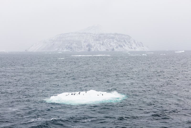 Adelie Penguins on ice shelve and an island stock photo Adelie Penguins on ice shelve and an island stock photo