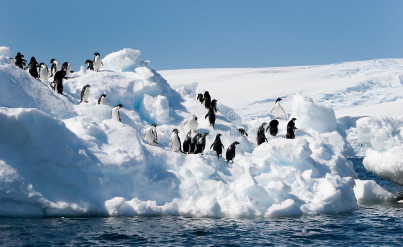 Adelie penguins on iceberg stock photo Adelie penguins on iceberg stock photo