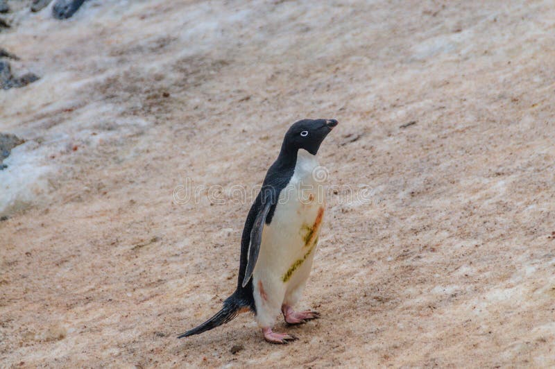 Adelie Penguins On Paulet Island Stock Image - Image of  