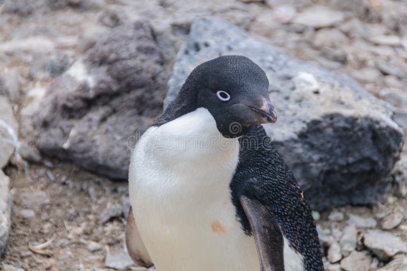 Adelie Penguins On Paulet Island Stock Photo - Image of  