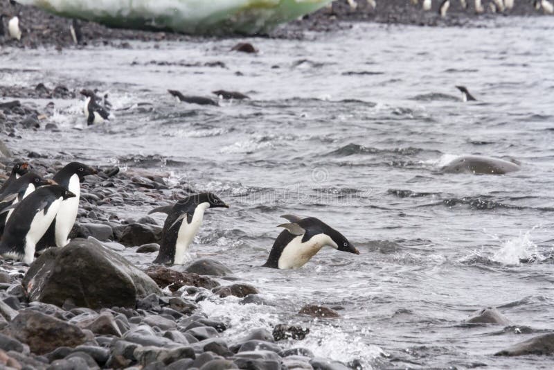 Adelie penguins που κολυμπά, νησί Paulet, Ανταρκτική στοκ εικόνες Adelie penguins που κολυμπά, νησί Paulet, Ανταρκτική στοκ εικόνες