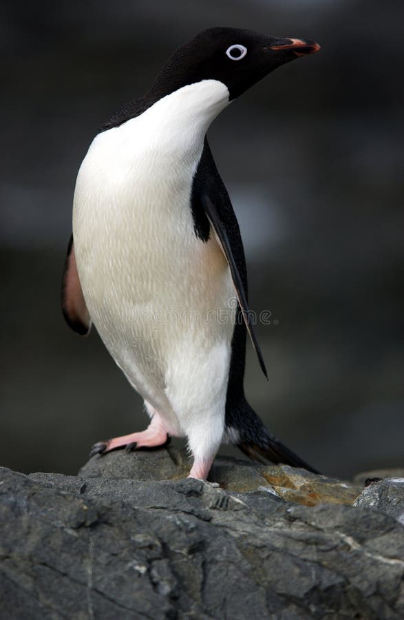 Adelie-Pinguin lizenzfreie stockfotografie Adelie-Pinguin lizenzfreie stockfotografie