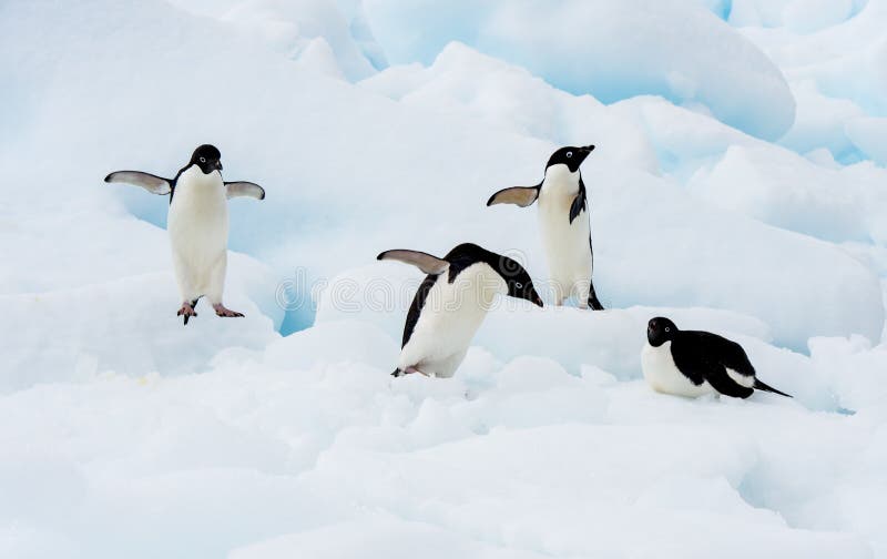 Adelie Penguin on an Iceberg in Antarctica. Adelie Penguin on an Iceberg in Antarctica