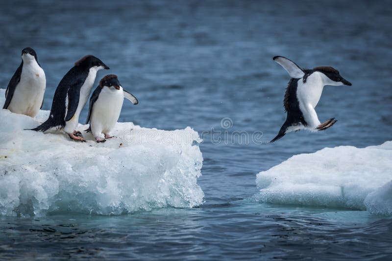 Adelie pingwinu doskakiwanie między dwa lodowymi floes