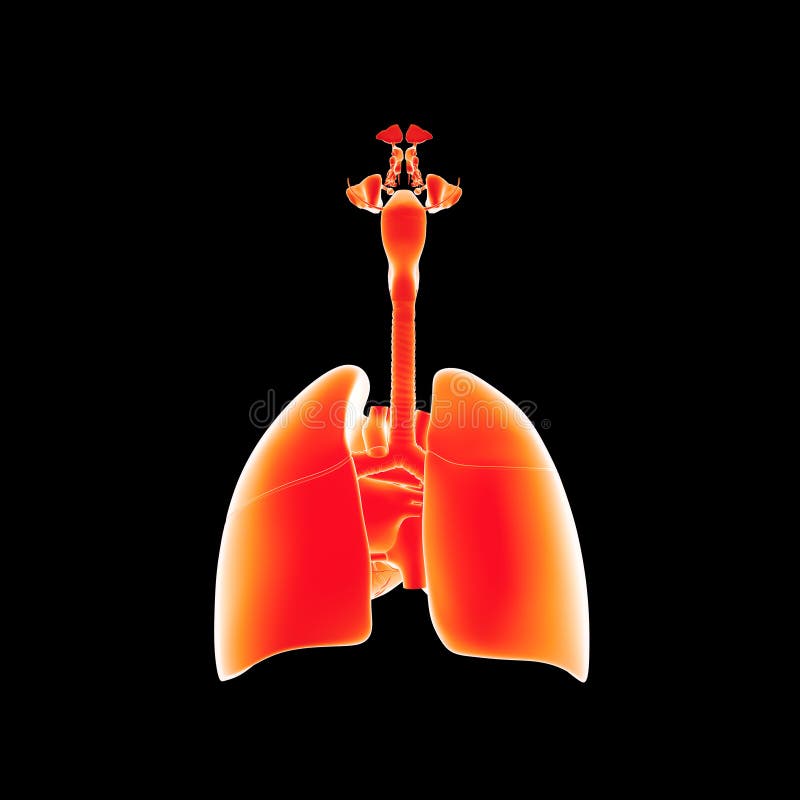 Ademhalingssysteem en hart latere mening stock illustratie Ademhalingssysteem en hart latere mening stock illustratie