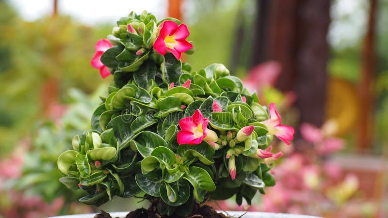 Adenium Available in Thailand Stock Image - Image of petal, bouquet ...