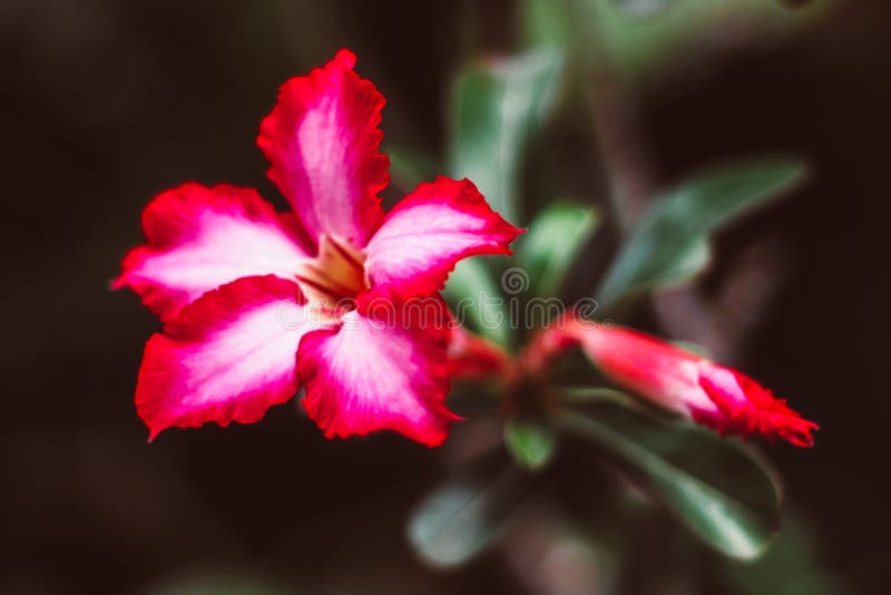 Enchanting Adenium Desert Pink Rose Plants: Beauty on Strange-Looking Trunks