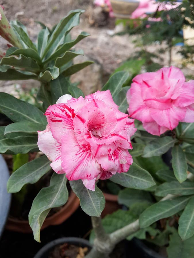 Adenium obesum flower stock image. Image of bloom, flower - 79633993