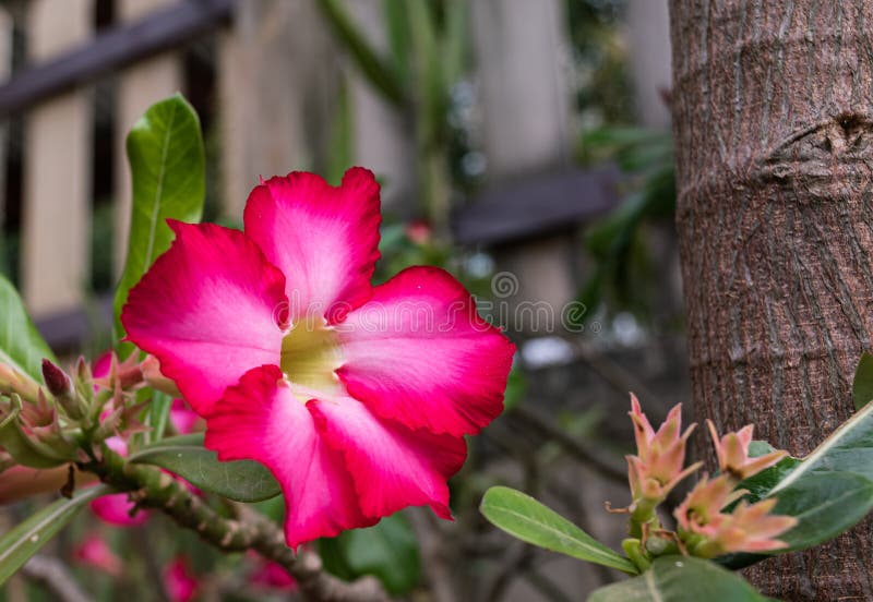 Adenium Obesum Ou Plantas Tropicais De Flores Rosas Do Deserto Que Crescem  No Jardim Em Casa. Passatempos Familiares Que Plantam F Imagem de Stock -  Imagem de recuo, flor: 209014053