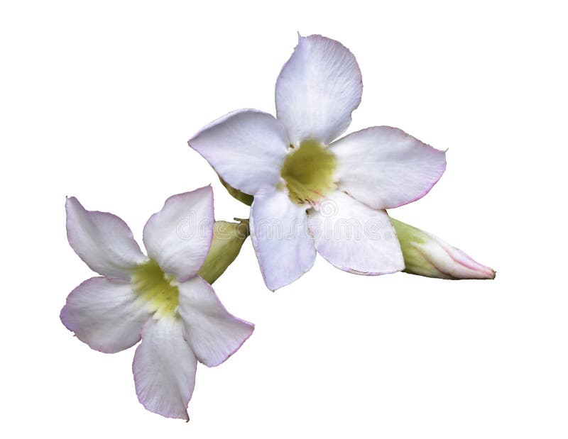 Adenium oder Wüstenrose, Blumen lokalisiert auf weißem Hintergrund lizenzfreies stockbild Adenium oder Wüstenrose, Blumen lokalisiert auf weißem Hintergrund lizenzfreies stockbild